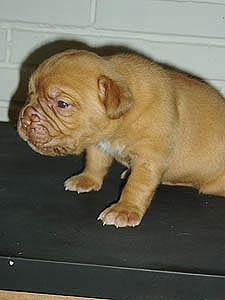 Female 4 - 16 days